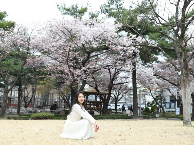 벚꽃 사진 찍기 좋은 곳
