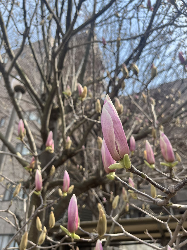일본동네 산책하기😉