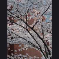 A Classic Urban Hanami Escape in the Heart of Shanghai