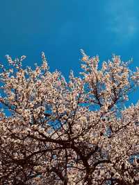 Under a Blossom Canopy: The Enchantment of Yunjung Road