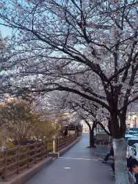 Mokcheok Park: A Neighborhood Gem for Cherry Blossom Beauty