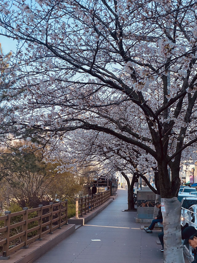 Mokcheok Park: A Neighborhood Gem for Cherry Blossom Beauty