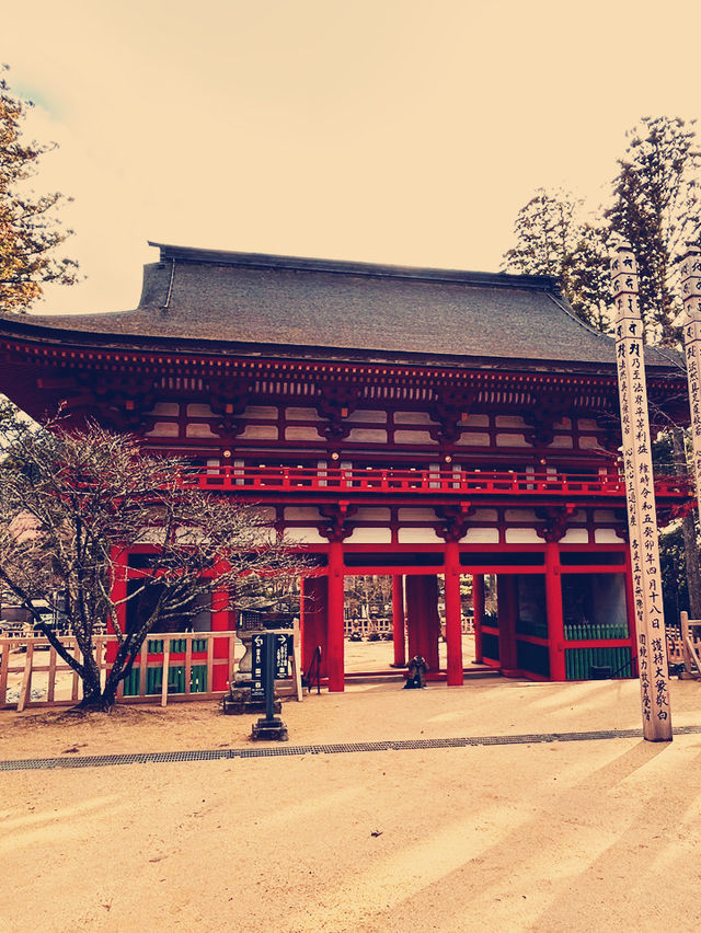 A Soulful Day Trip to Koyasan: A Journey Back to Peace 🧘‍♀️🌿