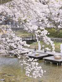 【山口】絶景の桜と温泉を楽しむ♨️長門湯本温泉