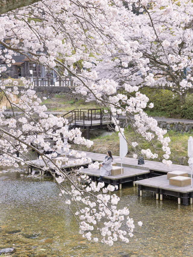 【山口】絶景の桜と温泉を楽しむ♨️長門湯本温泉