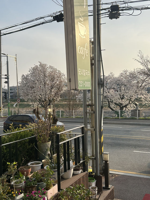 무심천 벚꽃길 따라 즐기는 전통의 맛, 모시칼국수와 모시떡카페 모시로🌸🤍