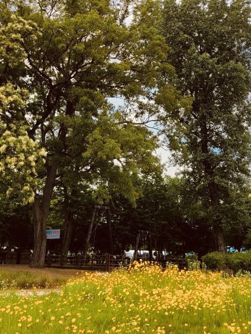 The Green Promise: Dasan Park's Spring Pledge of Rebirth 