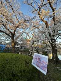 日本百大賞櫻勝地🌸東京上野恩𧶽公園🌸