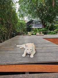 Flourist matchahouse Cafe | ปทุมธานี