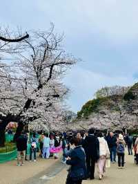 上野の桜 花見スポットまとめ（2025年版）