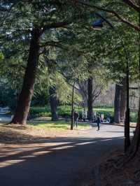 駒沢公園をゆったり散策してみる🌳