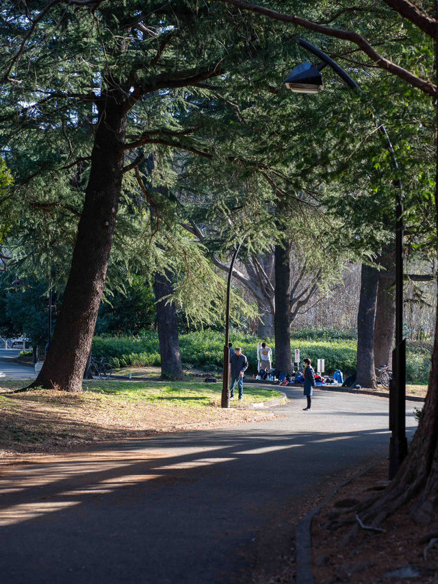 駒沢公園をゆったり散策してみる🌳