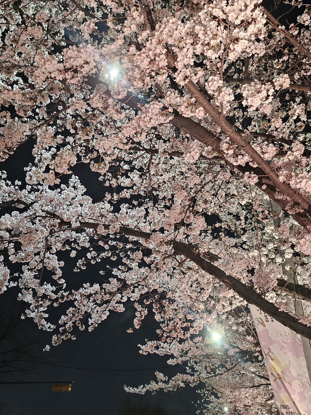봄에 산책하기 딱 좋은 여의도 한강공원~벚꽃길 🌸