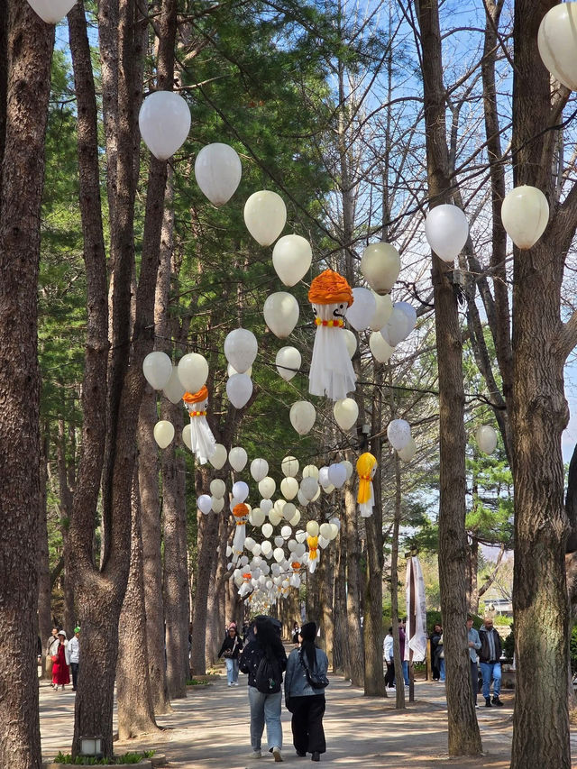 Chasing Cherry Blossoms: The Magic of Nami Island