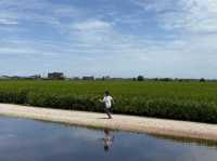 Rice farming in Sekinchan