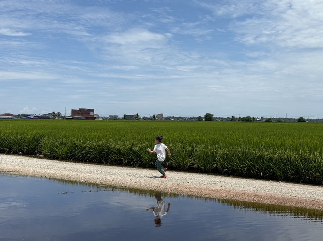 Rice farming in Sekinchan