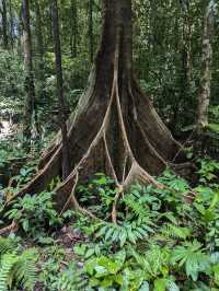 Gunung Mulu National Park