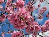🌸**台中櫻花秘境**🌸
