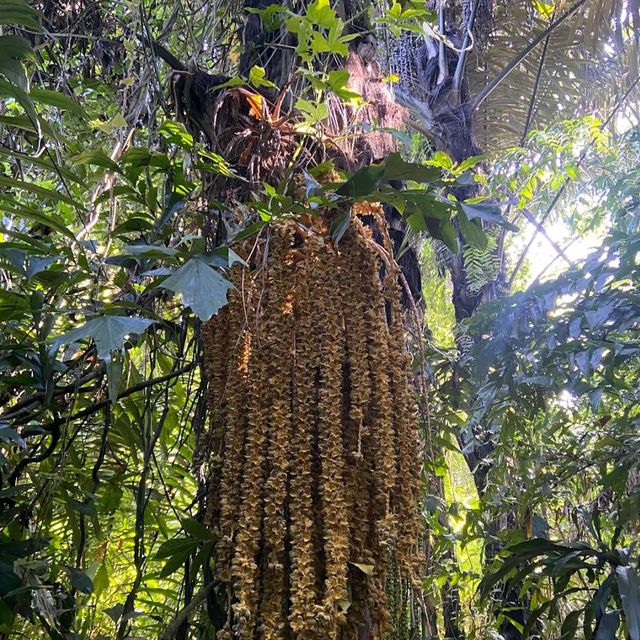Taman Tugu Forest Trail 