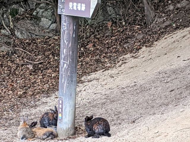 【広島】「ウサギの島」かつ「毒ガスの島」へ行く