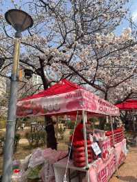 Chasing Cherry Blossoms Through Busan Streets