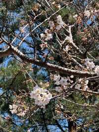Chasing Cherry Blossoms Through Busan Streets