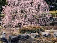 名古屋-白鳥庭園，春櫻蕩漾，東海地區最大的池泉回遊式庭園