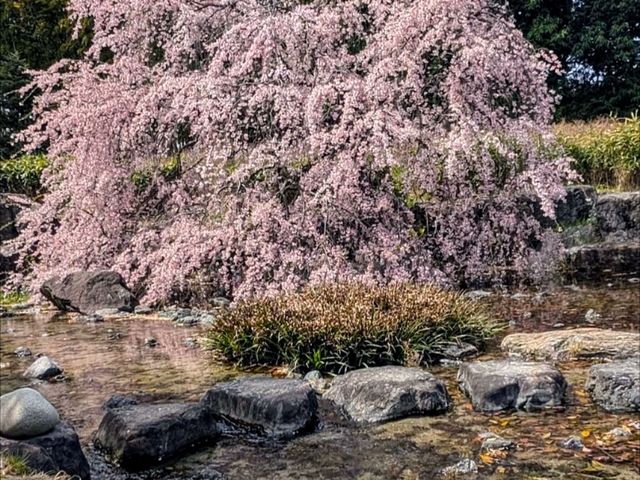 名古屋-白鳥庭園，春櫻蕩漾，東海地區最大的池泉回遊式庭園
