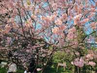Wuxi Turtle Head Isle Cherry Blossoms– China's Most Breathtaking Sakura Destination