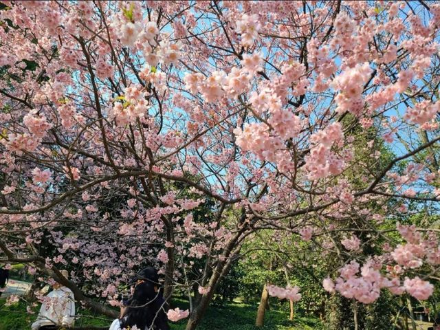 Wuxi Turtle Head Isle Cherry Blossoms– China's Most Breathtaking Sakura Destination Wuxi Turtle Head Isle Cherry Blossoms– China's Most Breathtaking Sakura Destination