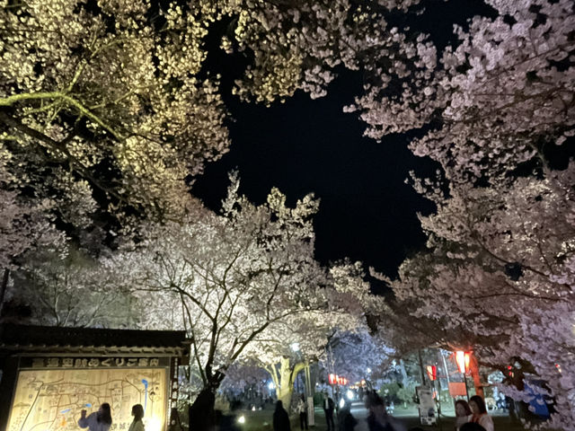 天下第一櫻 夜櫻同樣精彩