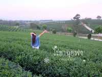 ไปเยือนไร่ชาเขียวกันที่ ไร่ชาฉุยฟง จ.เชียงราย