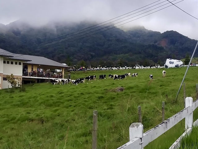 🐄 A Day at Ladang Tenusu Desa Cattle: Cows, Chaos & Cheese! 🧀