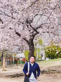 Ogimachi Park in April: A Riot of #aprilblooms! 🌸🌷🌼