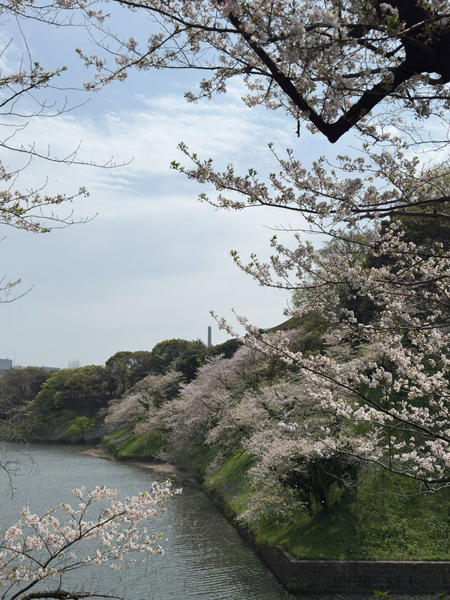 東京｜千鳥之淵的櫻花夢幻之旅