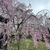 【秋田】武家屋敷通りが美しい桜の名所🌸