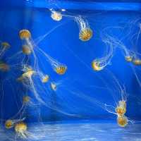 X Park Aquarium 