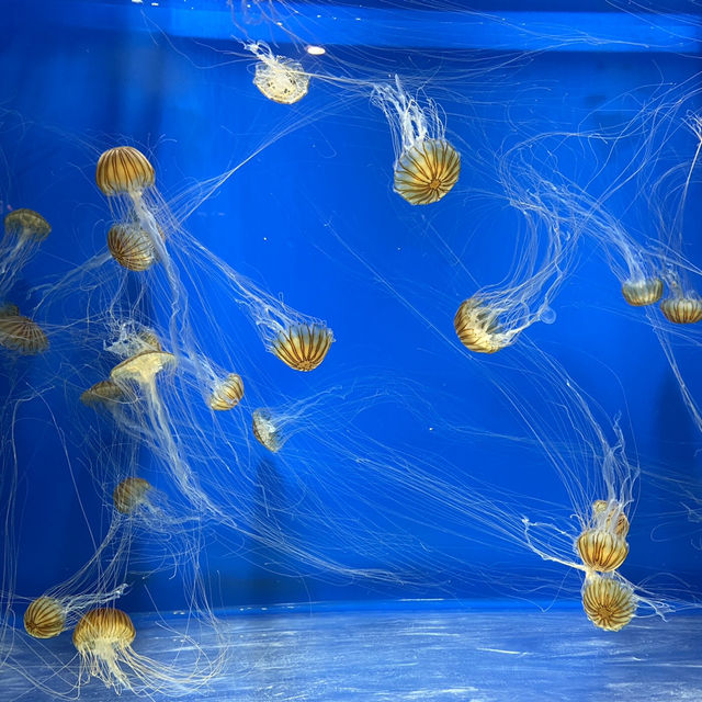 X Park Aquarium 