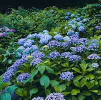 東京紫陽花聖地就在市區當中！看繡球花要去「飛鳥山公園」