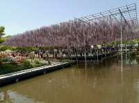 「紫藤物語〜大藤節」在足利花卉公園綻放