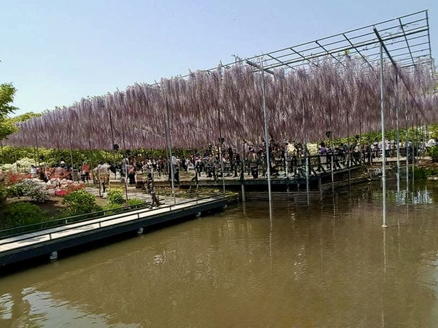 「紫藤物語〜大藤節」在足利花卉公園綻放
