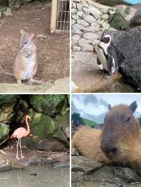 【静岡🌳伊豆】大人も子供も楽しい動物園😊ぬいぐるみ達と一緒に食べれるレストランも