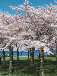🇩🇰 Copenhagen Cherry Blossom Guide 🌸