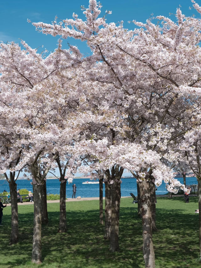 🇩🇰 Copenhagen Cherry Blossom Guide 🌸