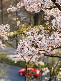 Golden Hour Blossoms at Bern’s Rose Garden