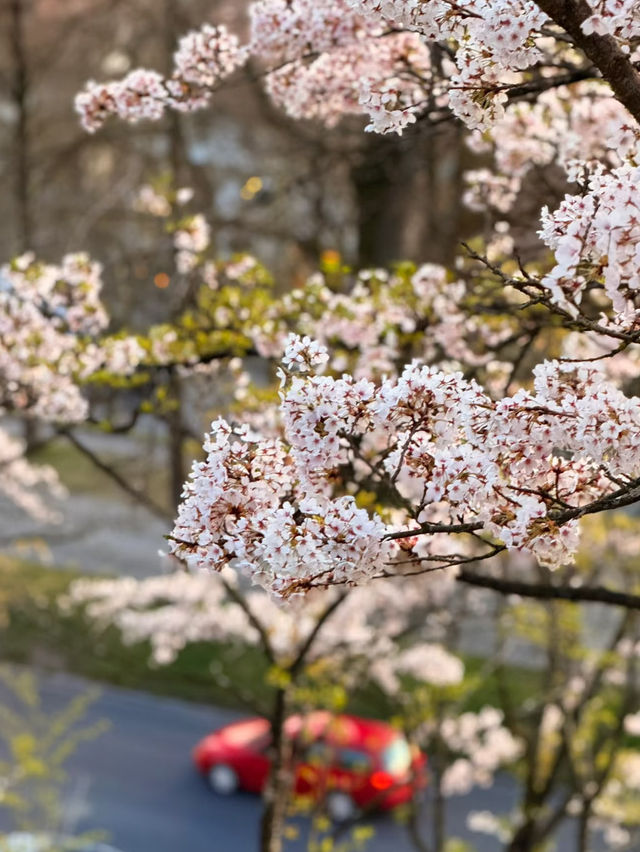 Golden Hour Blossoms at Bern’s Rose Garden