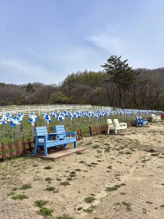 날씨 좋은 날 꼭 가야하는 평창 3대 목장 추천💙☁️