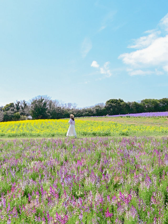 【淡路島】一年中お花を楽しめる楽園🩵🌼