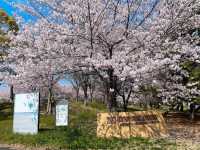 福岡海濱公園賞櫻---Minato 100 Nen Parkみなと100年公園