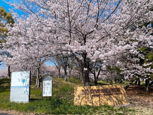 福岡海濱公園賞櫻---Minato 100 Nen Parkみなと100年公園